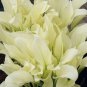 Hosta Flower Seeds Perennials white 300 Seeds