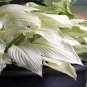 Hosta Flower Seeds Perennials white 300 Seeds