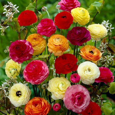 Ranunculus asiaticus Flower Bonsai 200 Seeds