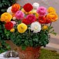Ranunculus asiaticus Flower Bonsai 200 Seeds