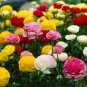 Ranunculus asiaticus Flower Bonsai 200 Seeds