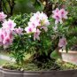 Azalea Bonsai Easy to Grow Rhododendron Flower Bonsai 200 Seeds