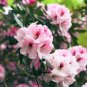 Azalea Bonsai Easy to Grow Rhododendron Flower Bonsai 200 Seeds
