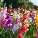 9 Colors Gladiolus 40 Seeds