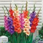 9 Colors Gladiolus 40 Seeds
