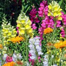 Heirloom Dwarf Common Snapdragon Bonsai Flower 400 Seeds