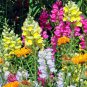 Heirloom Dwarf Common Snapdragon Bonsai Flower 400 Seeds