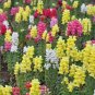 Heirloom Dwarf Common Snapdragon Bonsai Flower 400 Seeds