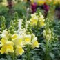 Heirloom Dwarf Common Snapdragon Bonsai Flower 400 Seeds