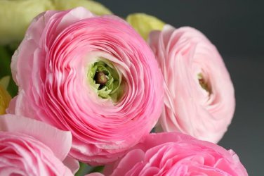 Ranunculus asiaticus Flower Bonsai 200 Seeds