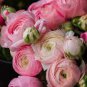 Ranunculus asiaticus Flower Bonsai 200 Seeds