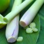 Lemon Grass Seeds Herb Edible Lemongrass Kitchen Vegetable 800 Seeds