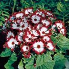Florists Cineraria Bonsai 200 Seeds