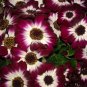 Florists Cineraria Bonsai 200 Seeds