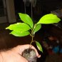 Green Tree cinnamon 12 Seeds