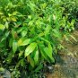 Green Tree cinnamon 12 Seeds