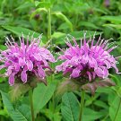 Bergamot pcs, Family Potted Plants 60 Seeds