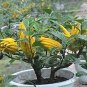 Bergamot pcs, Family Potted Plants 60 Seeds