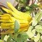 Bergamot pcs, Family Potted Plants 60 Seeds