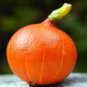 Japanese Squash Pumpkin Seeds Orange Red Fruit Sweet Flavor Vine 32 Seeds