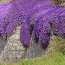 Aubrieta Cultorum Bonsai Rare Purple Ground Cover Rock Cress Flower Bonsai 200 Seeds