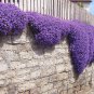 Aubrieta Cultorum Bonsai Rare Purple Ground Cover Rock Cress Flower Bonsai 200 Seeds