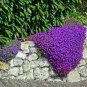 Aubrieta Cultorum Bonsai Rare Purple Ground Cover Rock Cress Flower Bonsai 200 Seeds