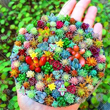 Beauty Mixed Mini Lithops Bonsai Rare Succulent Plants Cactus Bonsai 100 Seeds