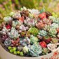 Beauty Mixed Mini Lithops Bonsai Rare Succulent Plants Cactus Bonsai 100 Seeds