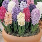 True Hyacinth Bulb, Color Mixing Hyacinth Easy Grow, Bonsai Plant for Home Garden 2 Seeds
