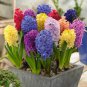 True Hyacinth Bulb, Color Mixing Hyacinth Easy Grow, Bonsai Plant for Home Garden 2 Seeds