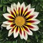 Gorgeous Gazania Rigens Bonsai 200 Seeds