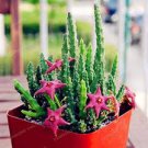 Stapelia Pulchella Bonsai Lithops Mix Succulents Raw Stone Cactus Plant 200 Seeds