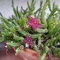Stapelia Pulchella Bonsai Lithops Mix Succulents Raw Stone Cactus Plant 200 Seeds