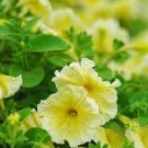 Petunia Flower Bonsai Petunias Garden Bonsai Balcony Petunia Hybrida Flower 200 Seeds