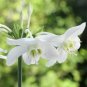 Mixed Eucharis Grandiflora Bonsai 200 Seeds