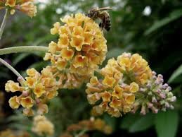 Imported Butterfly Bush Bonsai Buddleia Davidii Mix Flower Bonsai 100 Seeds