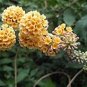 Imported Butterfly Bush Bonsai Buddleia Davidii Mix Flower Bonsai 100 Seeds