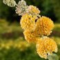 Imported Butterfly Bush Bonsai Buddleia Davidii Mix Flower Bonsai 100 Seeds