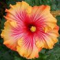 Hibiscus Rosa-sinensis Perennial Flower Plant Bonsai Big Blooms 200 Seeds