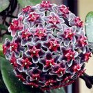 Potted Hoya Carnosa Flower Flores Garden Plants Perennial Planting Orchid Plantas 200 Seeds