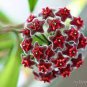 Potted Hoya Carnosa Flower Flores Garden Plants Perennial Planting Orchid Plantas 200 Seeds