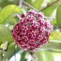 Potted Hoya Carnosa Flower Flores Garden Plants Perennial Planting Orchid Plantas 200 Seeds