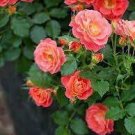 Rare MUL-Color Rose Amazingly Beautiful Indoor Rainbow Roses Tree Bonsai Flower 400 Seeds