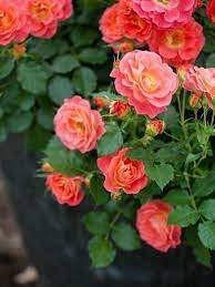Rare MUL-Color Rose Amazingly Beautiful Indoor Rainbow Roses Tree Bonsai Flower 400 Seeds