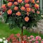 Rare MUL-Color Rose Amazingly Beautiful Indoor Rainbow Roses Tree Bonsai Flower 400 Seeds