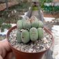 Ball Conophytum vanzylii Cactus Bonsai Rare Succulent Plant Bonsai Celestial Flower 200 Seeds