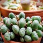 Ball Conophytum vanzylii Cactus Bonsai Rare Succulent Plant Bonsai Celestial Flower 200 Seeds