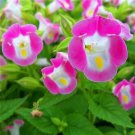 Torenia Fournieri Bonsai Amazing Flower Bonsai 200 Seeds