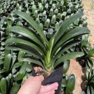 Colorful Clivia Miniata Bonsai 200 Seeds